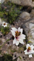 Salpiglossis sinuata
