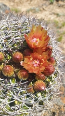 Eriosyce curvispina