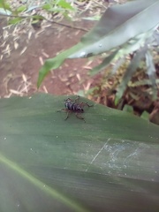 Metapocyrtus adspersus