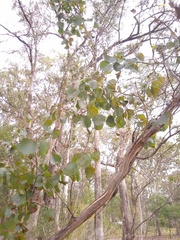Eucalyptus baueriana