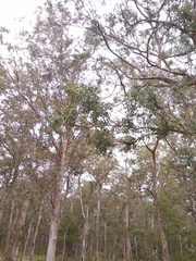 Eucalyptus baueriana