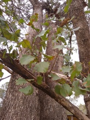 Eucalyptus baueriana