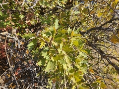 Quercus × pauciloba