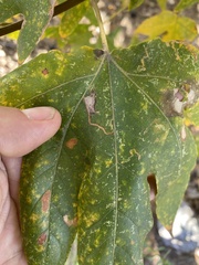 Ectoedemia