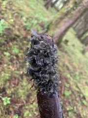 Tremella fuciformis