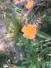 Modiolastrum malvifolium