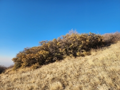 Quercus × pauciloba