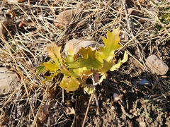 Quercus × pauciloba