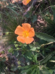 Modiolastrum malvifolium