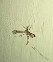 Platyptilia carduidactylus