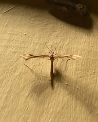 Platyptilia carduidactylus