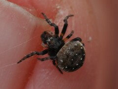 Araneus rotundulus