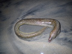 Gymnothorax mordax