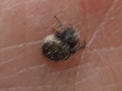 Araneus rotundulus