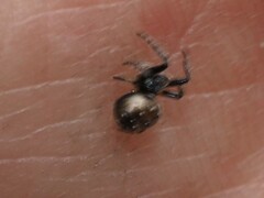 Araneus rotundulus