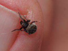 Araneus rotundulus