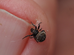 Araneus rotundulus