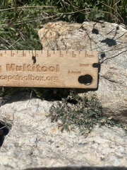 Astragalus kentrophyta