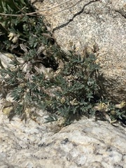 Astragalus kentrophyta