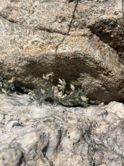 Astragalus kentrophyta