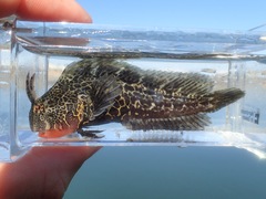 Hypsoblennius gentilis