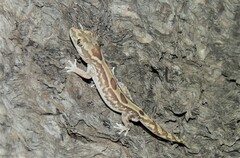 Lucasium steindachneri