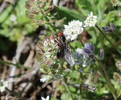 Formica integra