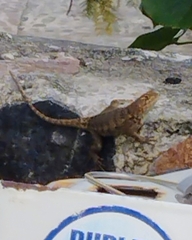 Sceloporus horridus