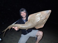 Pseudobatos productus