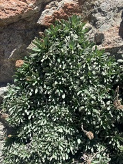 Petrophytum caespitosum caespitosum