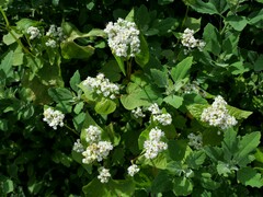 Fagopyrum esculentum