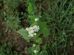 Fagopyrum esculentum