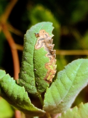 Stigmella anomalella
