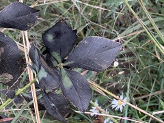 Baptisia bracteata