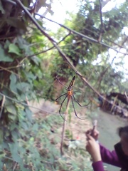 Nephila