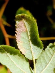 Stigmella anomalella