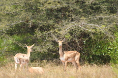Antilope cervicapra