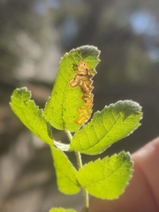 Stigmella anomalella