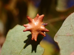 Cynips douglasii