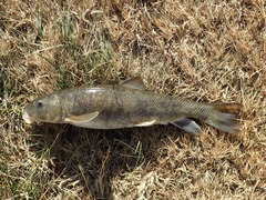 Catostomus fumeiventris