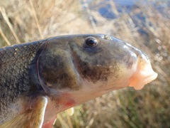 Catostomus fumeiventris