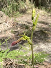 Cryptostylis subulata