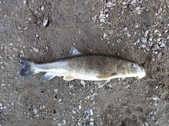 Catostomus fumeiventris