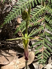 Cryptostylis subulata