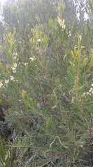 Acacia uncifolia