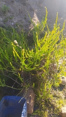 Baccharis sagittalis