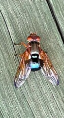 Lamprogaster flavipennis