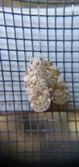 Aprivesa