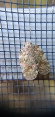 Aprivesa