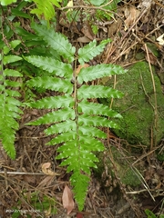Microlepia marginata bipinnata